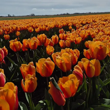 Maison Colombe Apartment *